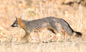 Gray fox walking through golden grass