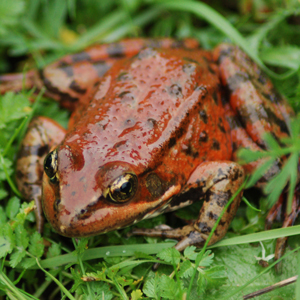 California Red-legged Frog sitting on green grass