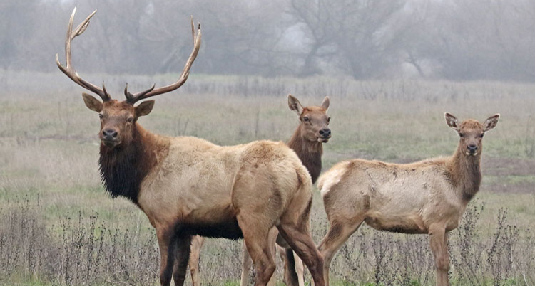 Large tule elk bull with antlers standing next to two tule elk does