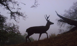 Silhouette of deer buck with antlers walking amidst misty landscape