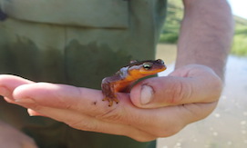 Close-up of hand holding orange newt