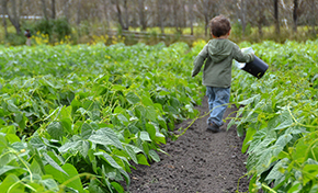 Young child with pail walking away from camera through green crop rows