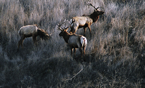 Three tule elk bulls on grassy hillside