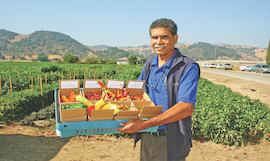 Smiling farmer with blue shirt and moustache holding crate of red, yellow, and orange peppers