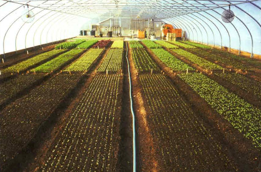 Inside of large greenhouse full of green crops