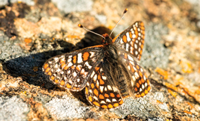 Orange, black, and white Bay Checkerspot Butterfly sitting on lichen-covered rock