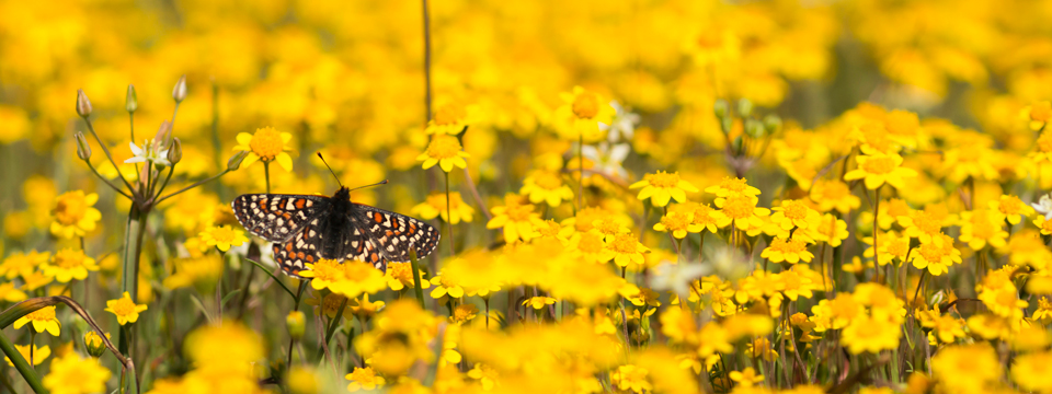 Orange, black, and white Bay Checkerspot Butterfly in field of yellow goldfield wildflowers