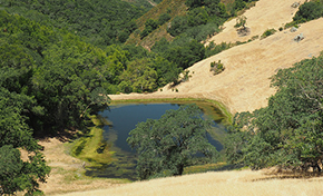 Green pond at the bottom of golden hills covered in oak trees