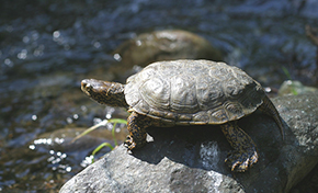 Western Pond Turtle basking on sunny rock above creek