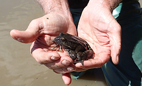 Hands holding a large brown frog