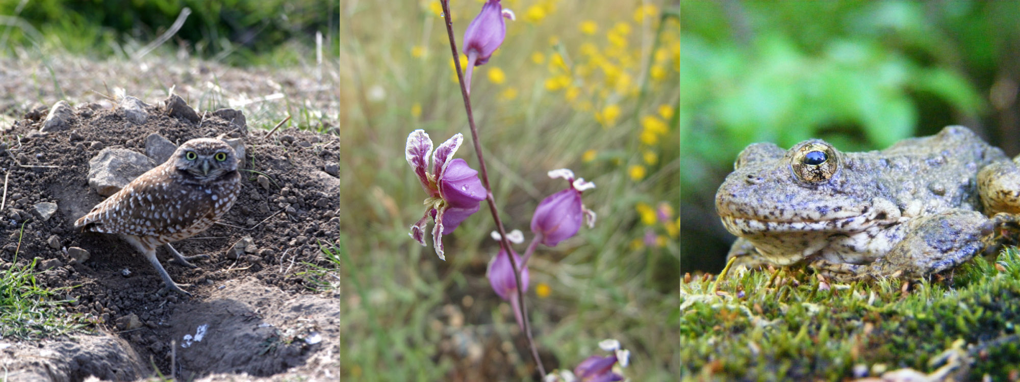 Photo collage with burrowing owl next to burrow, purple jewelflower, and Foothill yellow-legged frog sitting on moss