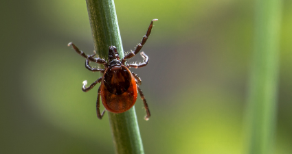 Illustration of brown and black tick
