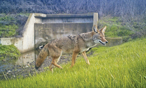 Coyote walking on green grass with concrete culvert behind it