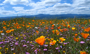 Field of purple wildflowers and California golden poppies under blue sky with white clouds and blue mountains in distance