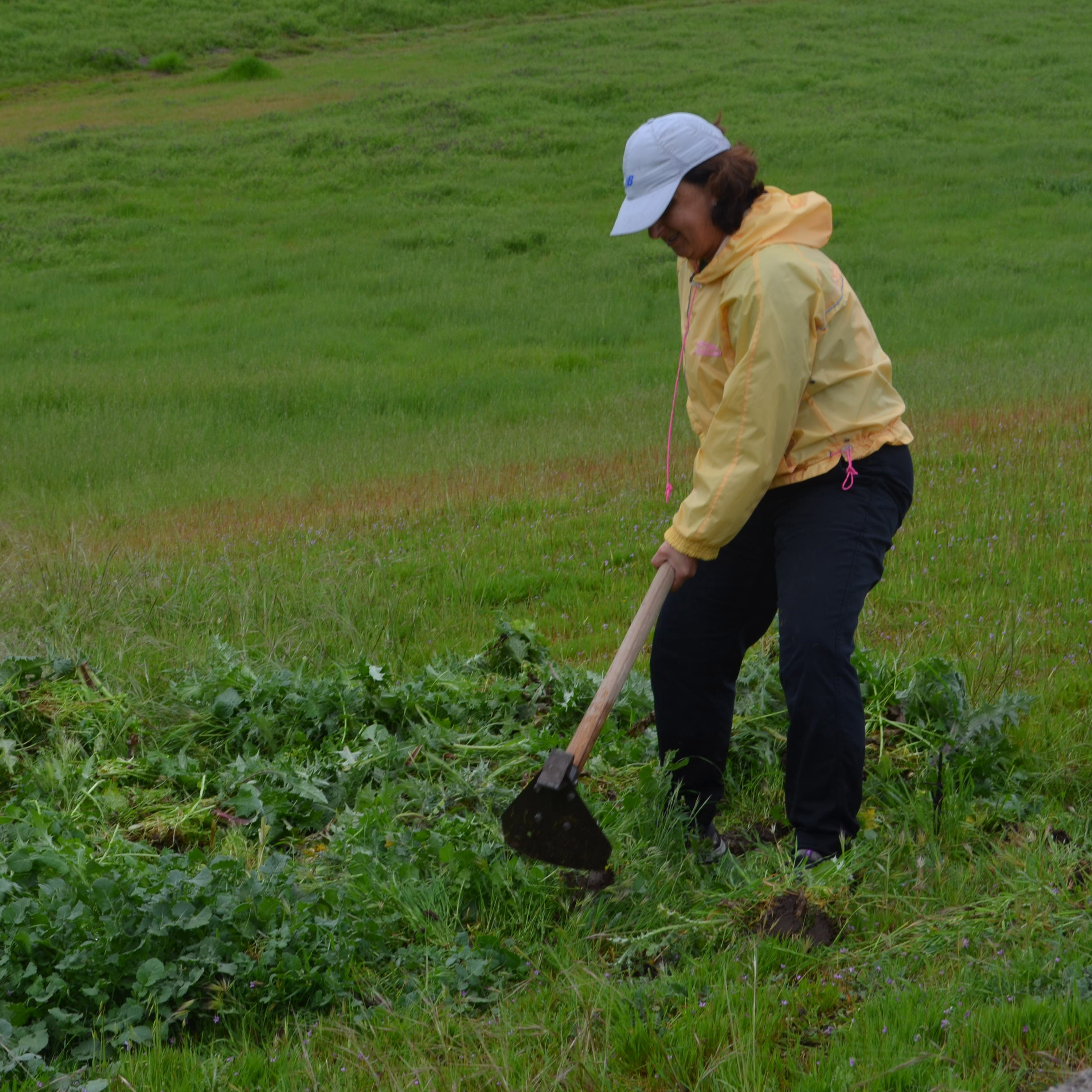 Female volunteer removing invasive weeds with hoe