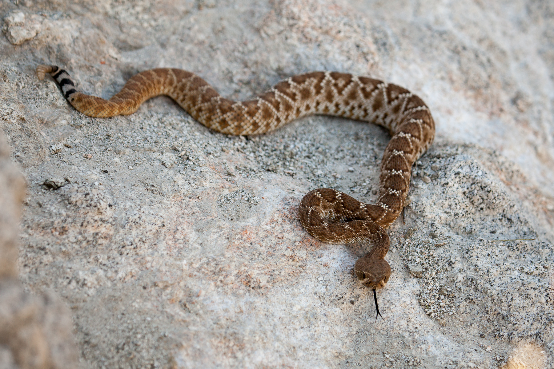 Brown and tan rattlesnake on gray rock