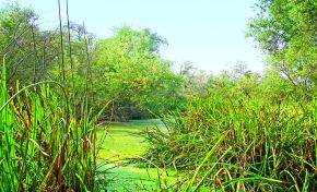 Reeds and green trees surrounding green pond