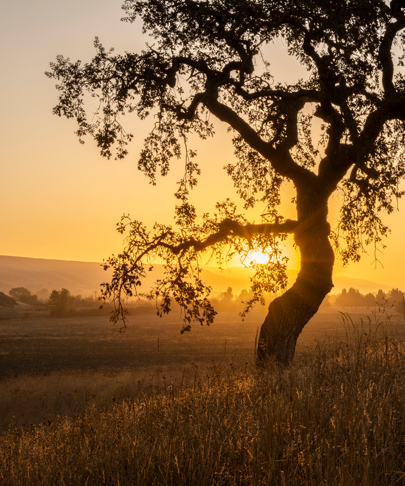 Image of sun rising behind oat tree