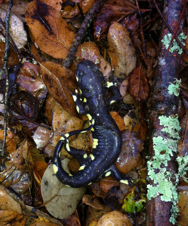 Yellow and black California Tiger Salamander in grass