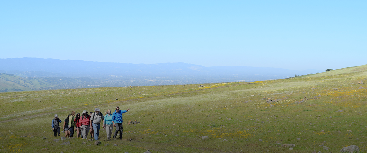 Group of ten hikers walking across a green, wildflower-covered hill under an expansive blue sky